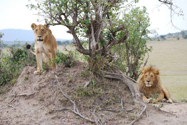Inmigrantes ilegales por un rato, mas leones enamorados y muchas flores - Regreso al Mara - Kenia (26)